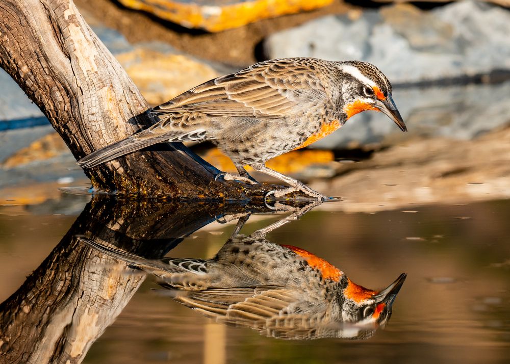 Photograph by Antonio Avila