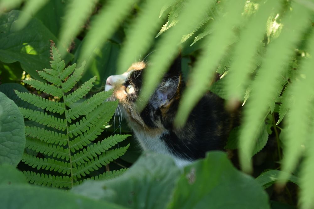 Взгляд кота