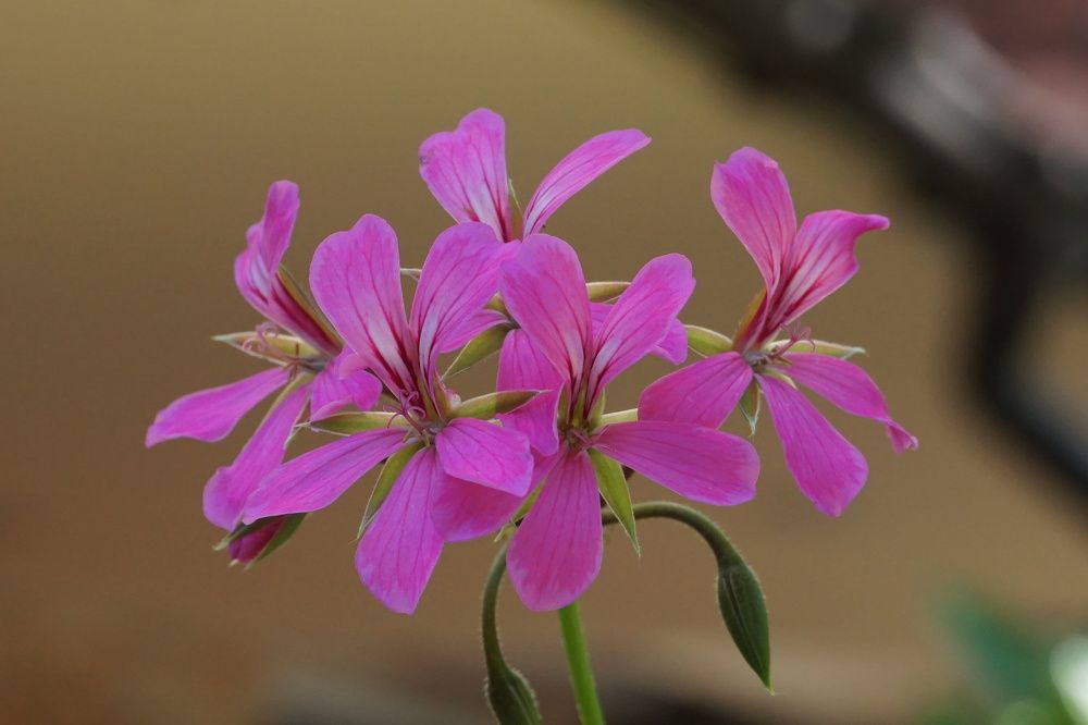 Photograph by Bozhidar Atanasov