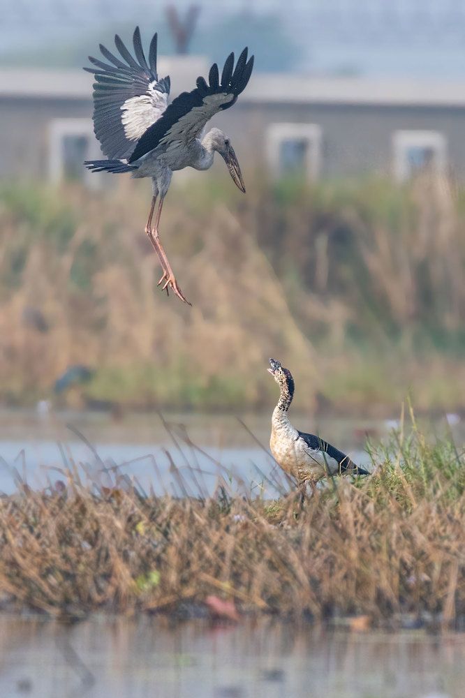 Don't land on my place....