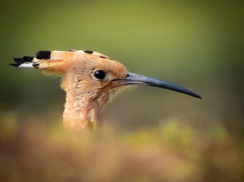 Photograph by Srinjoy