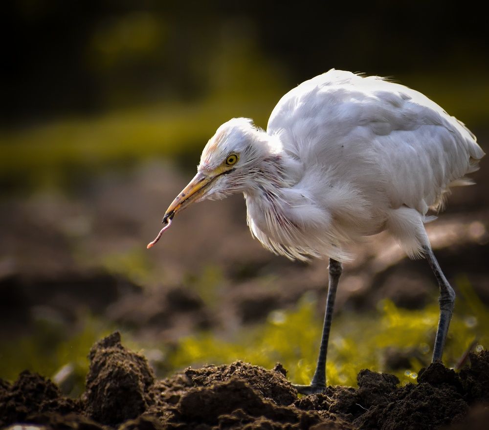 Photograph by Srinjoy