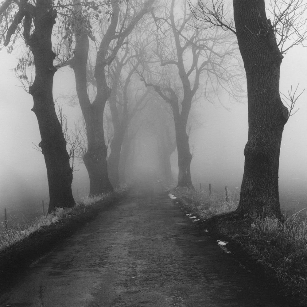 Bezvěrovská alej - 2017