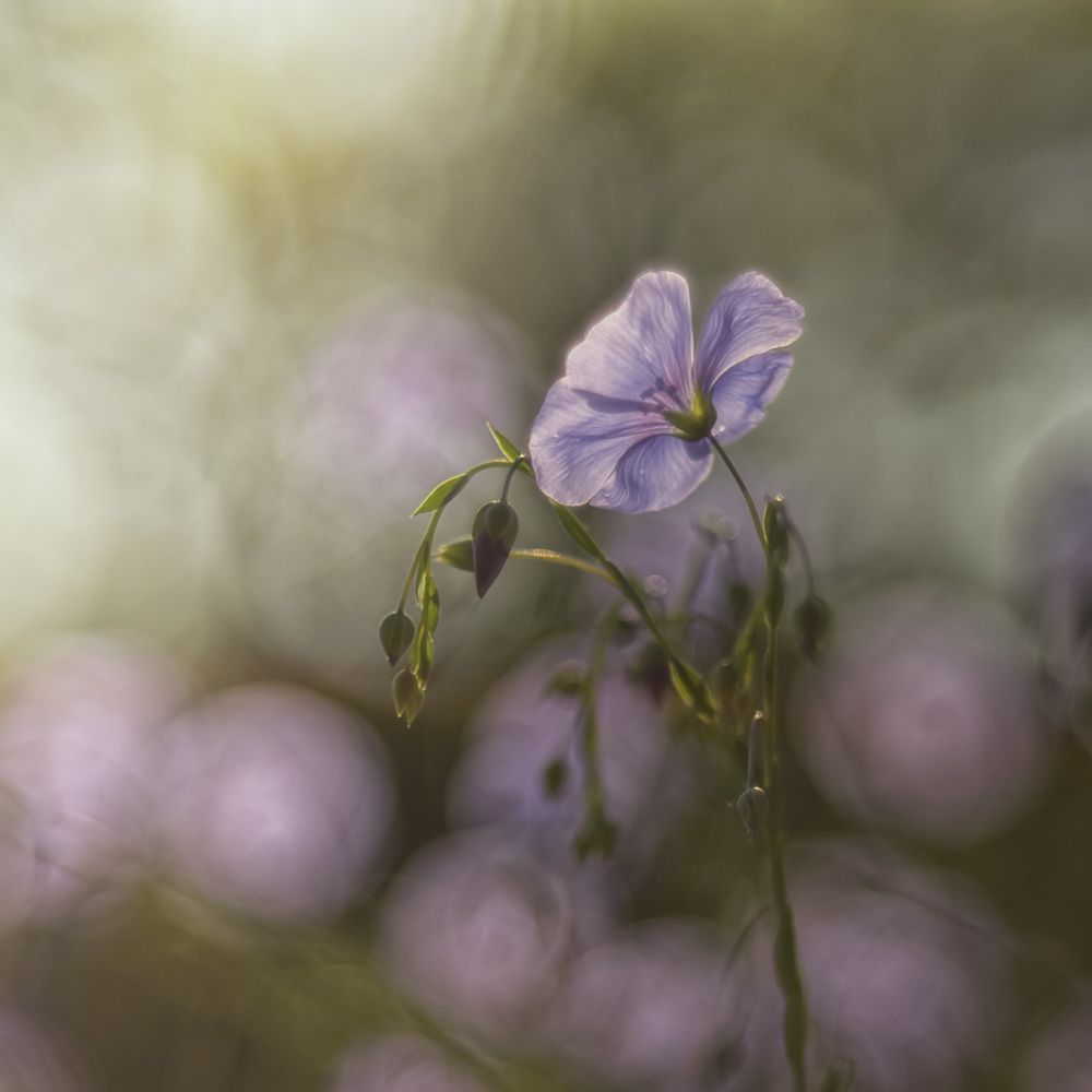 Photograph by Ferenc Zsolt Lőrincz