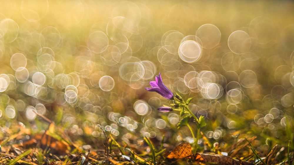 Photograph by Ferenc Zsolt Lőrincz