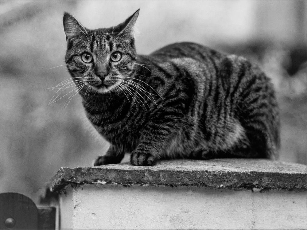 Photograph by Bojan Andjelic