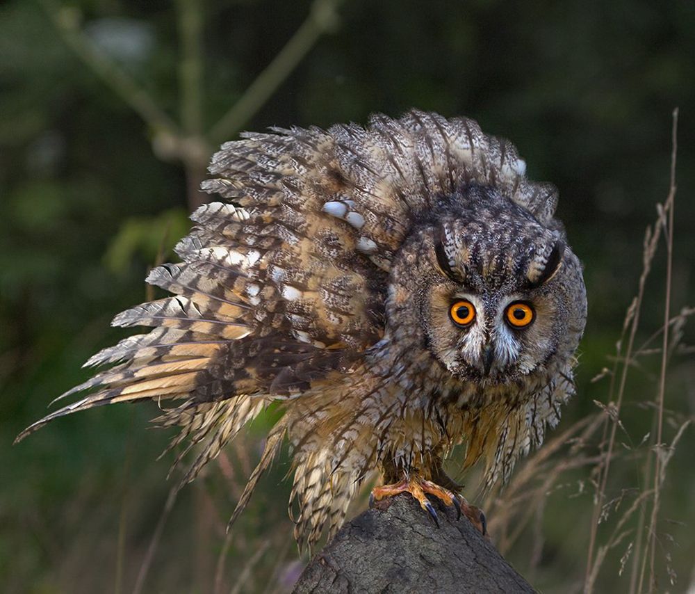 Photograph by игорь перфильев