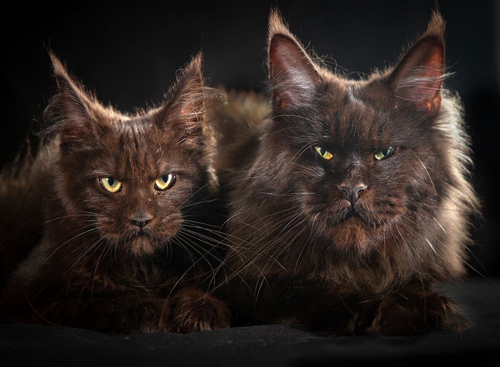 Фотография автора игорь перфильев