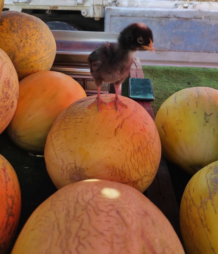 Professional sales assistant