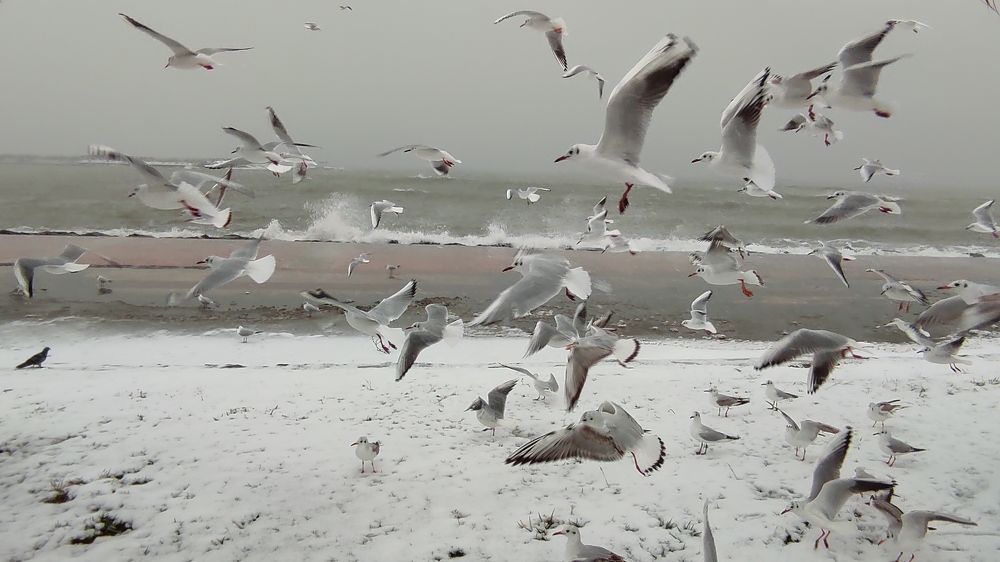 Winter lunchtime for seagulls
