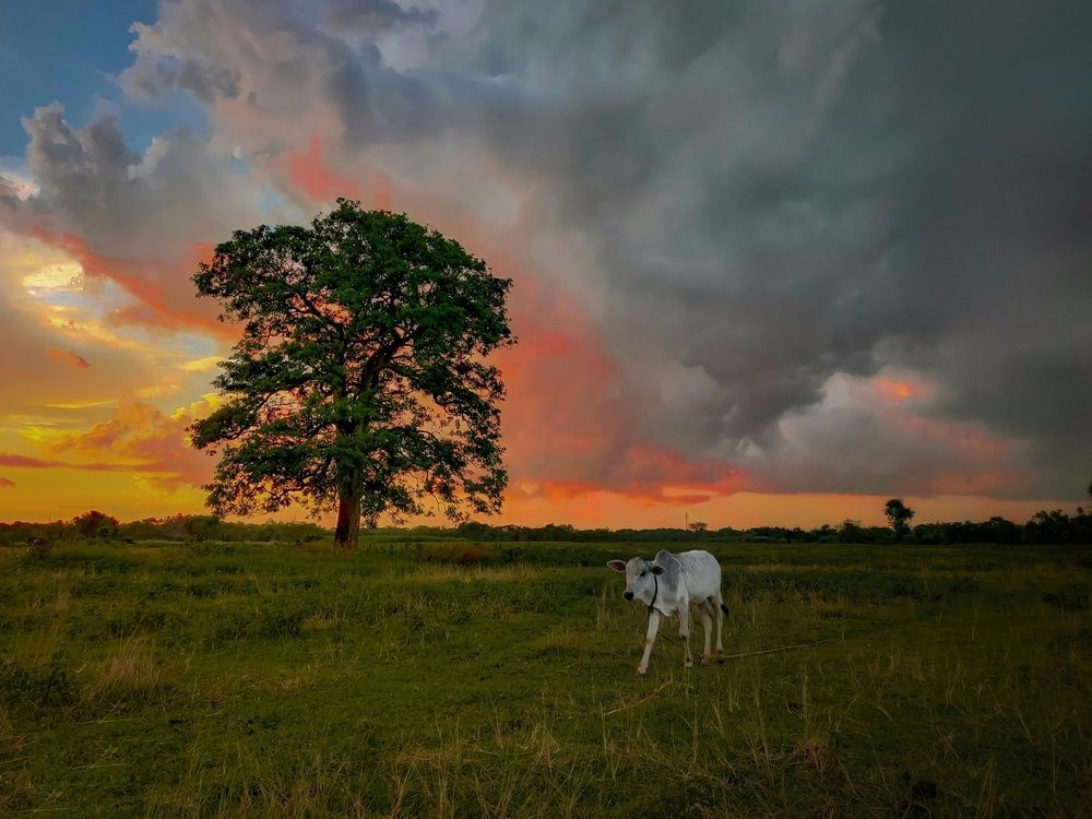 Lonely calf on his way to home