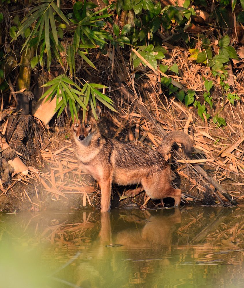 Photograph by Siddhant Manna