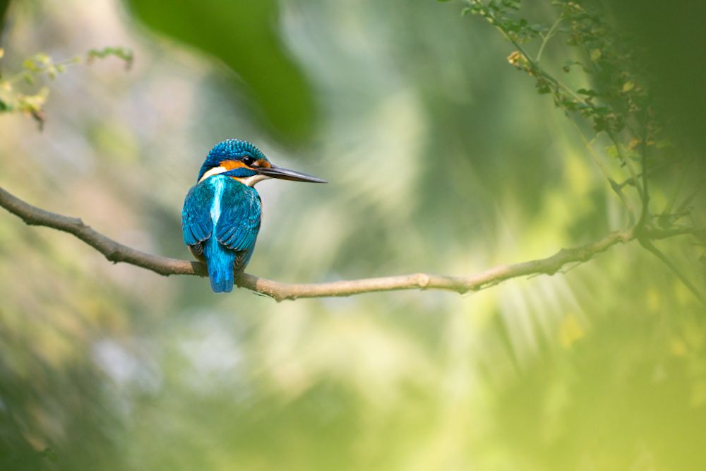 Photograph by Siddhant Manna