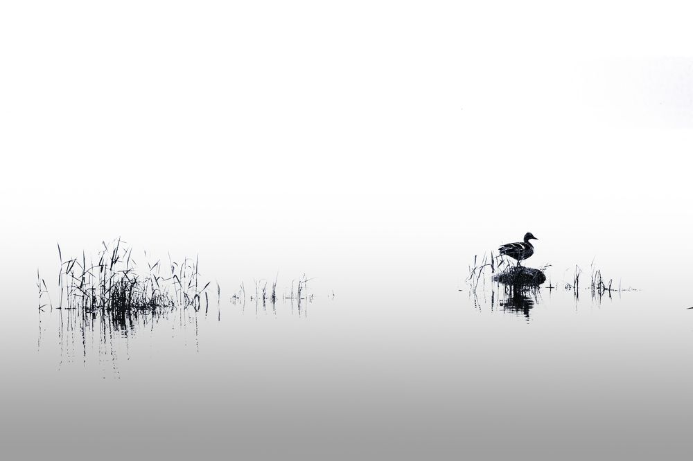 Photograph by Александр Осипов