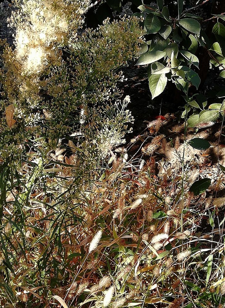 Разнотравье