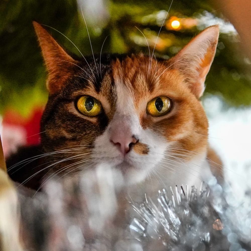 Photograph by Reinhold Seibel