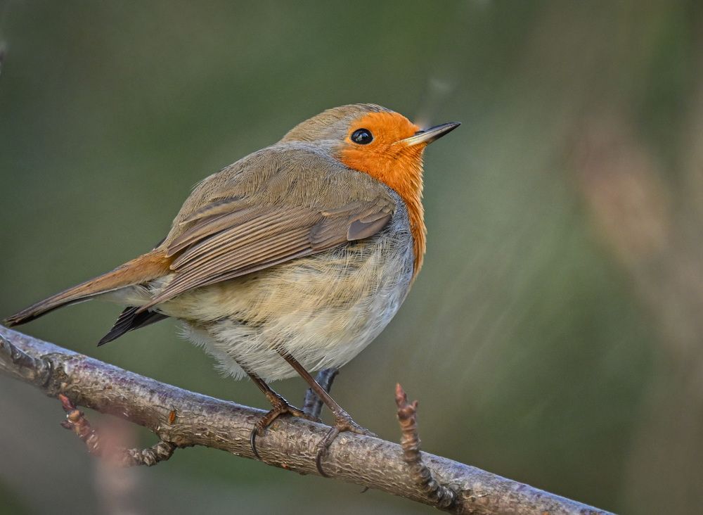 Photograph by Курлянцев Алексей