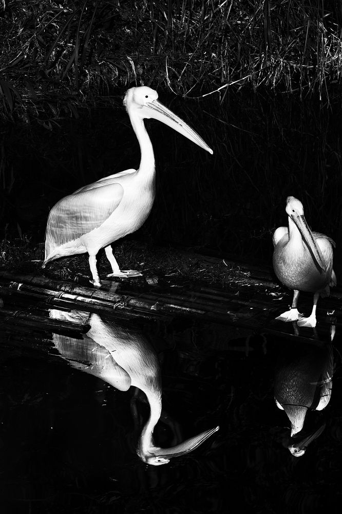 Photograph by Robin Tzuoo