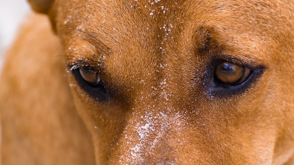 Глаза дворняги