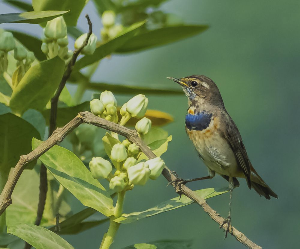 Photograph by RITUBRATA BANERJEE