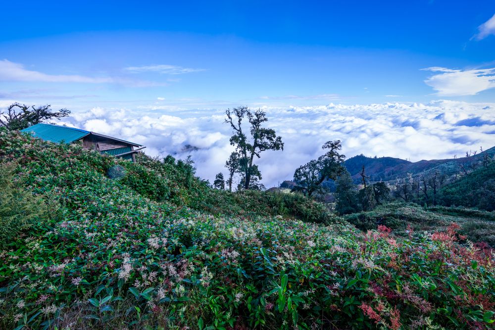 Flowers in Lao Than mountain