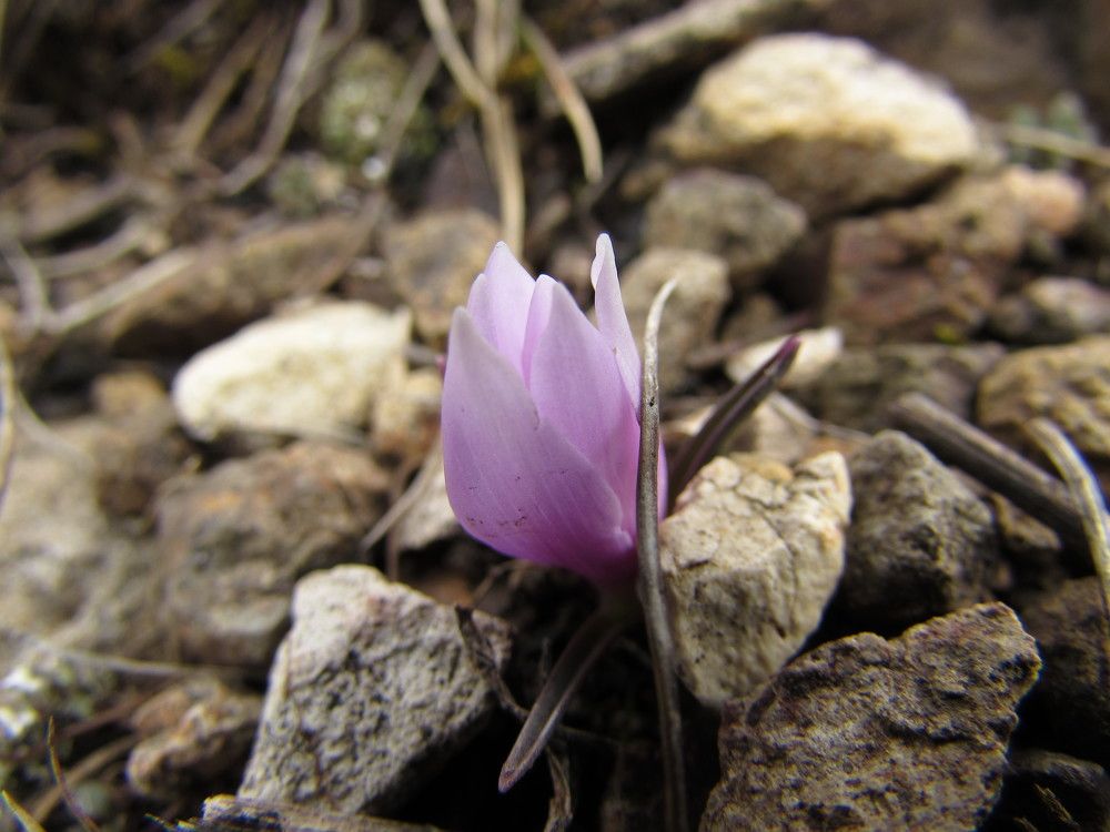 Photograph by shaghik
