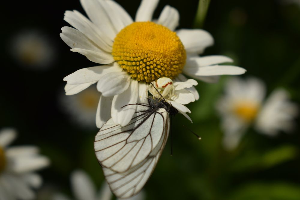 Хищники и жертвы