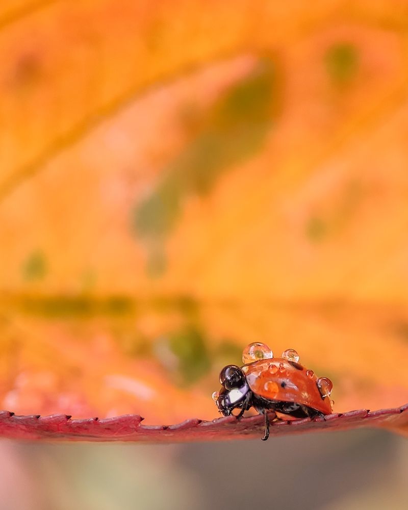 Доставка воды