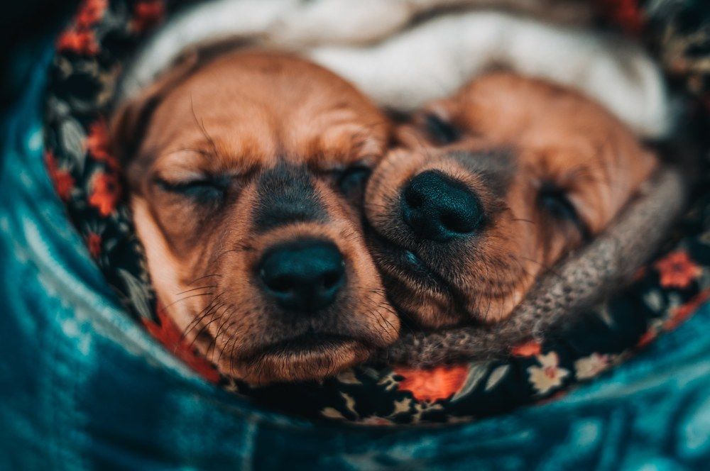 Фотография автора Пётр Чирков