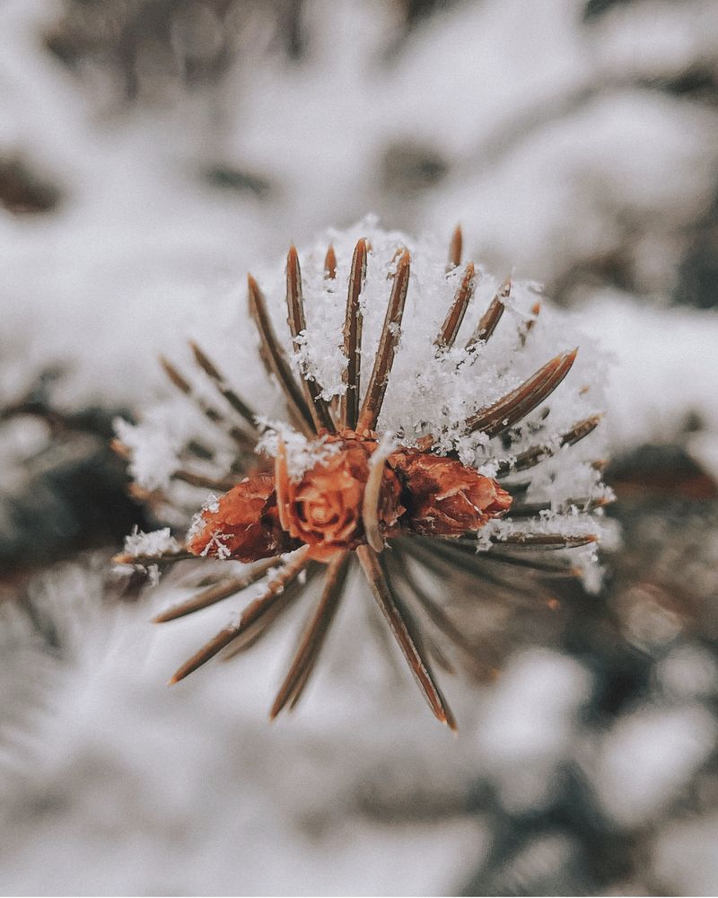 Photograph by Александра Шампорова