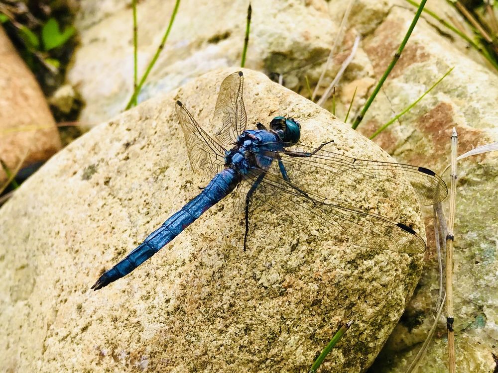 Зеленоглазка