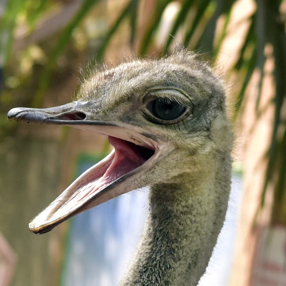 Photograph by  MD RIZWANULLAH SHUVO