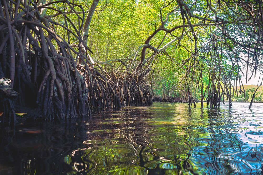 mangroves