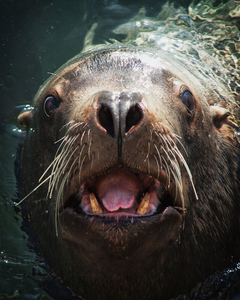 Photograph by Валентин Кольцов