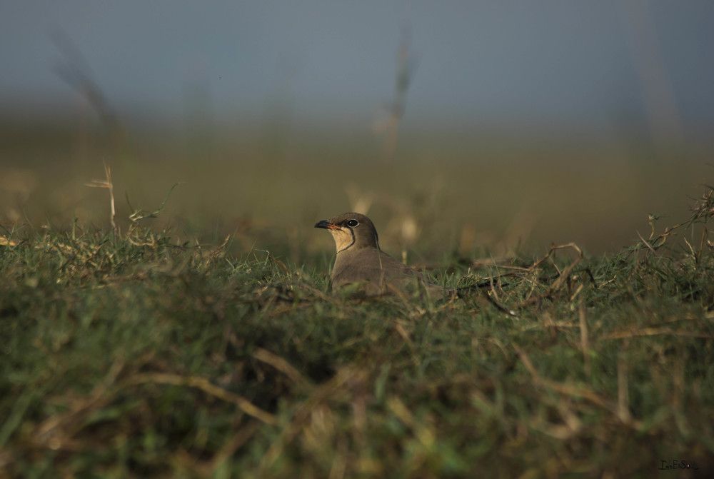 Photograph by Kousik Jana