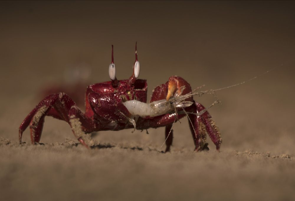 Photograph by Kousik Jana