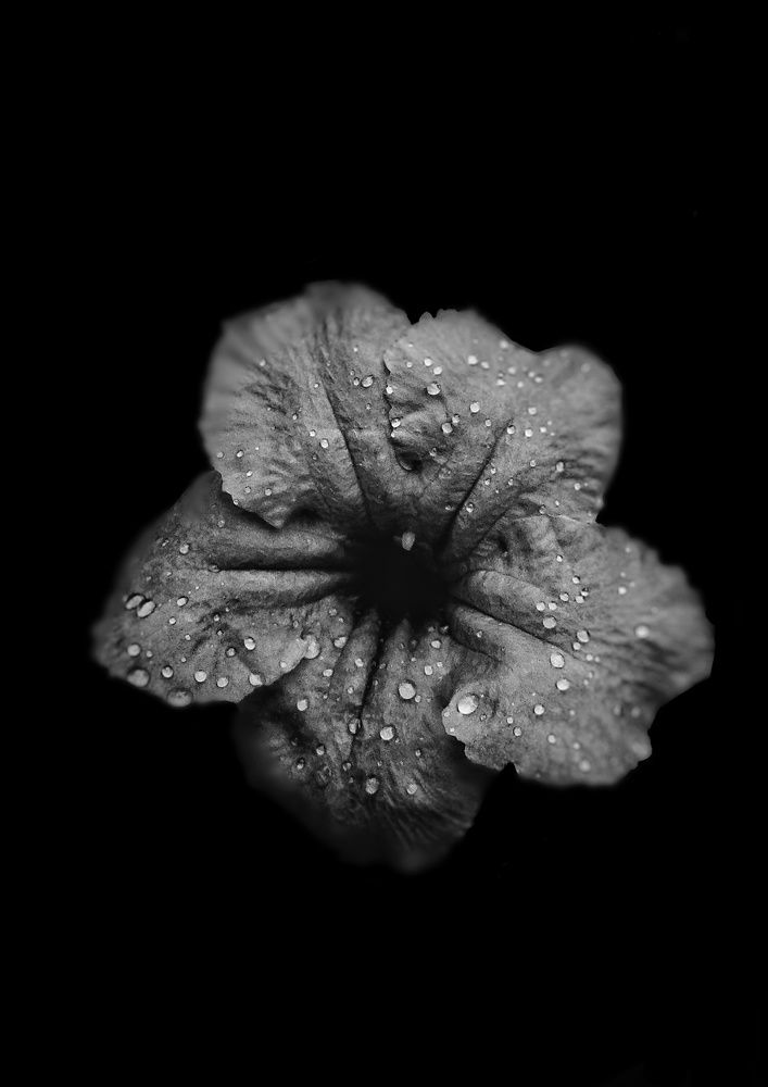 Photograph by Rain