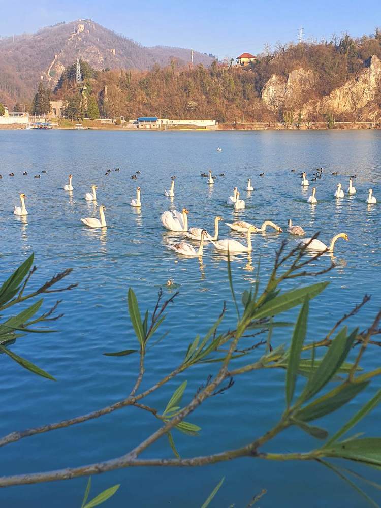 labudovo jezero