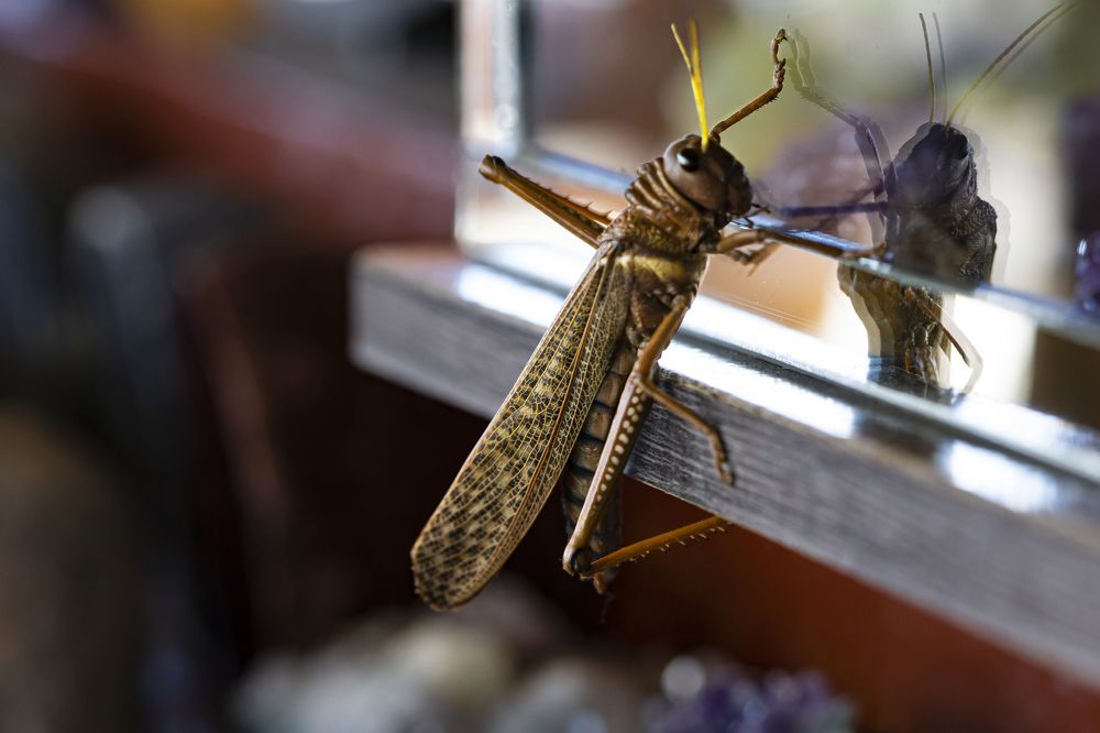 Langosta arrasa campos....