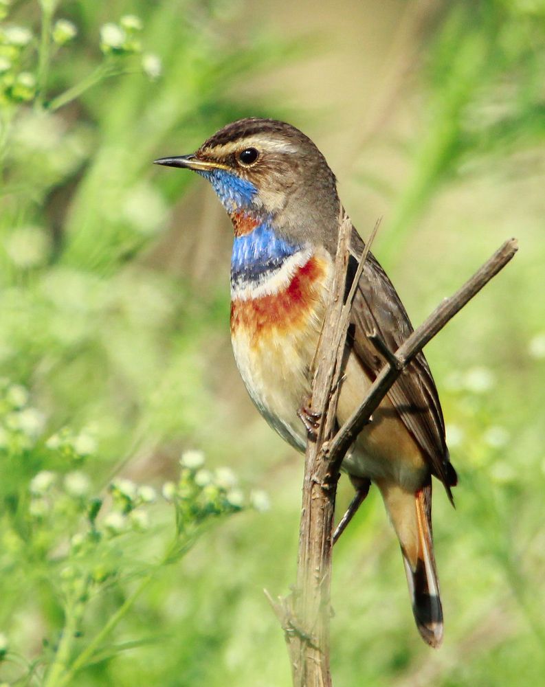 Photograph by Aditya Sapre