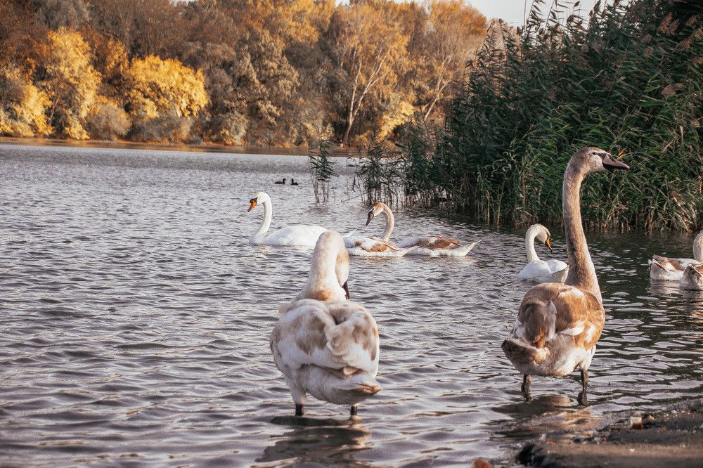 Photograph by Лариса Королева
