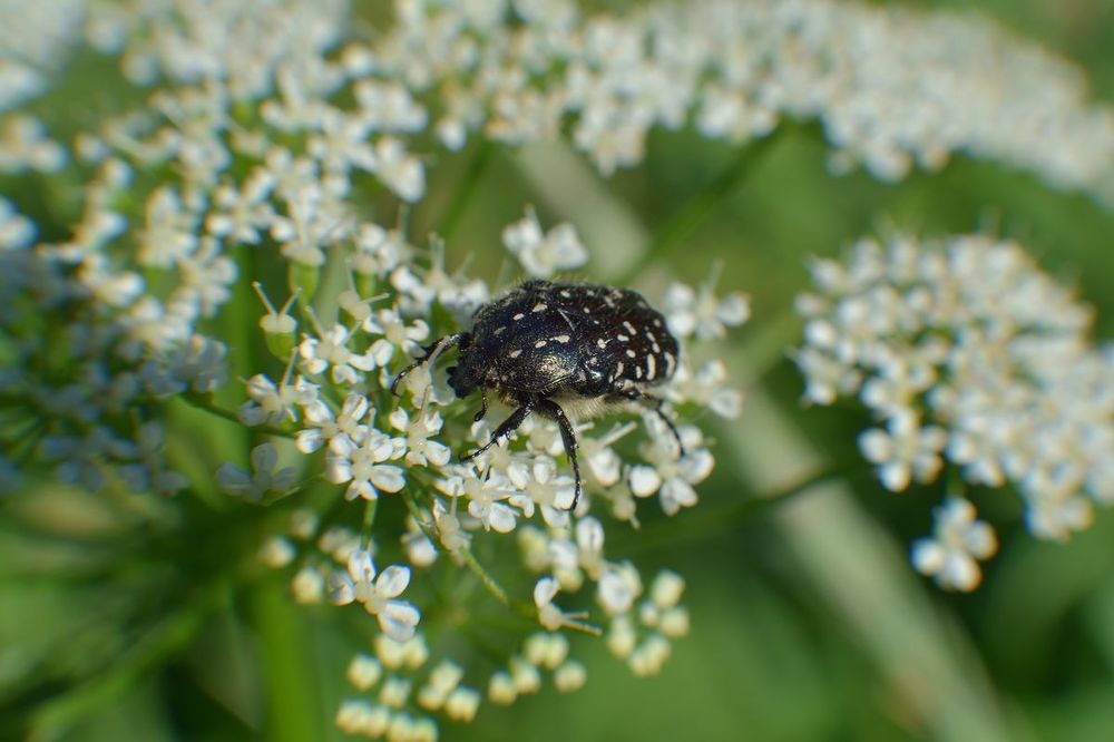 Дикий животный мир