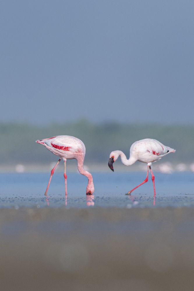 Photograph by Suman Paul