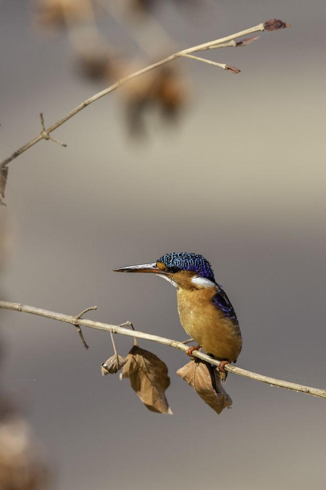 Photograph by Ricardo Ferreira