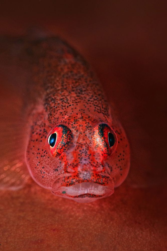 Barrel-sponge Goby (Pleurosicya labiata)