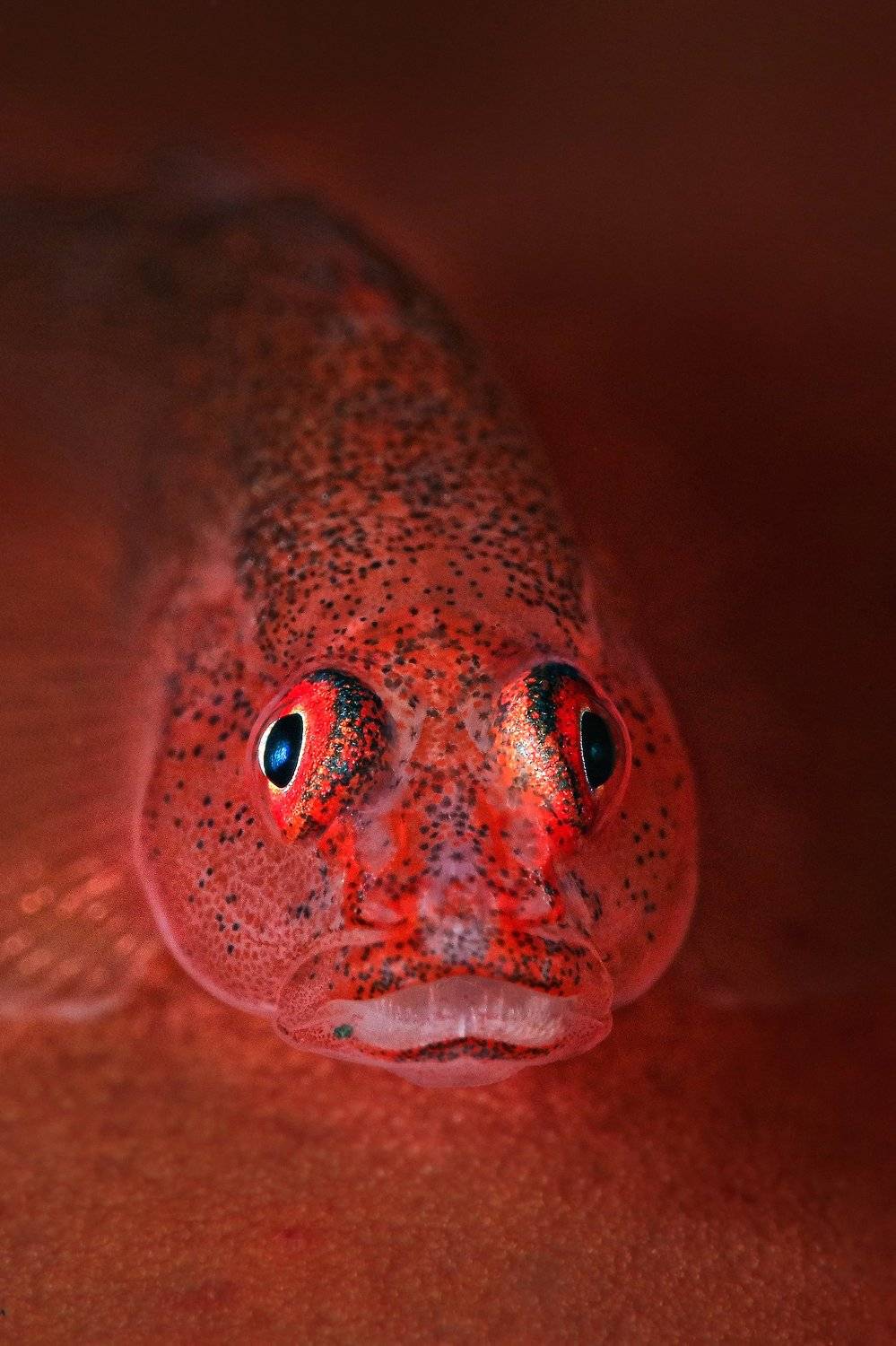 Barrel-sponge Goby (Pleurosicya labiata)