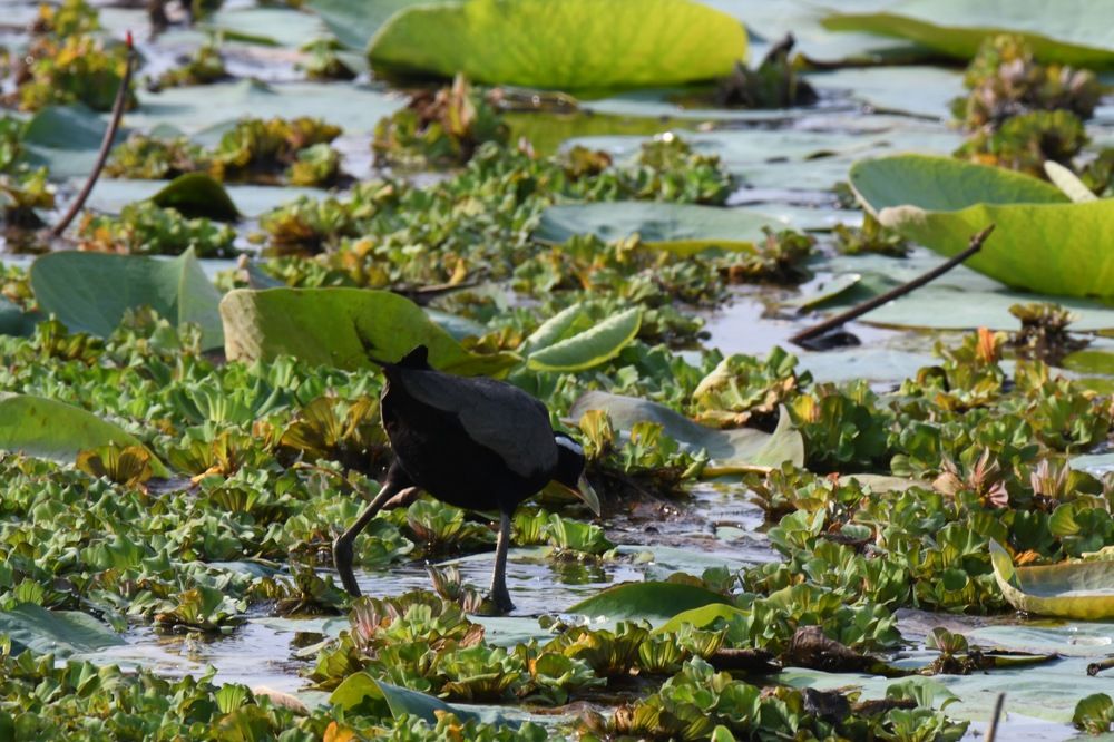 Photograph by Ambadi Vishnu