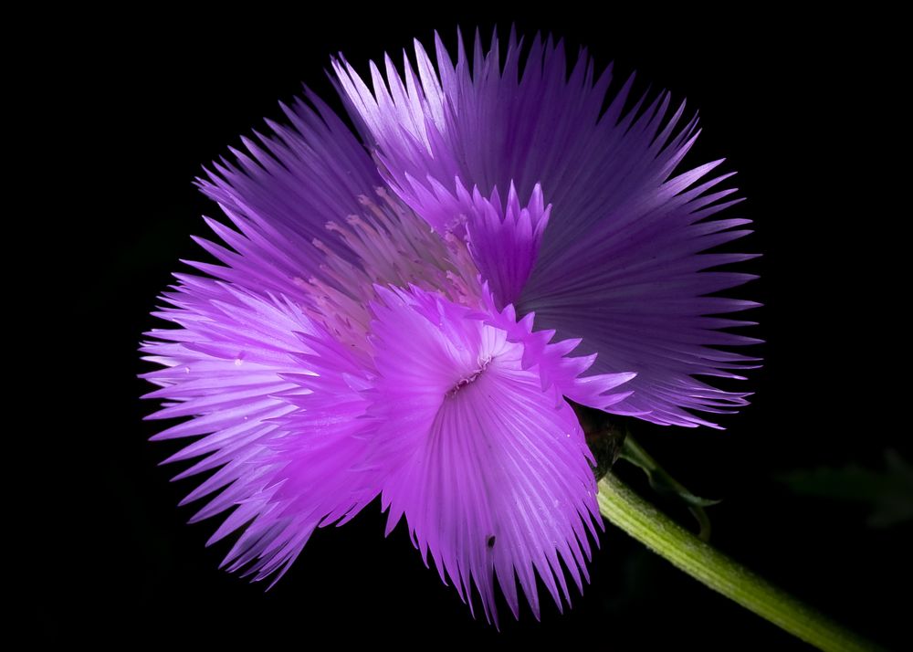 Фотография автора MITHUN KUMAR