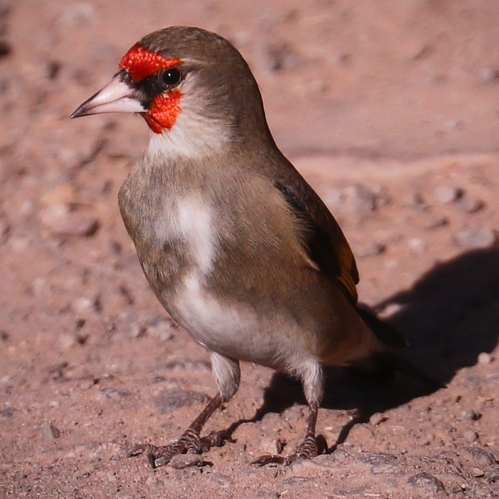 Photograph by Vijay madan