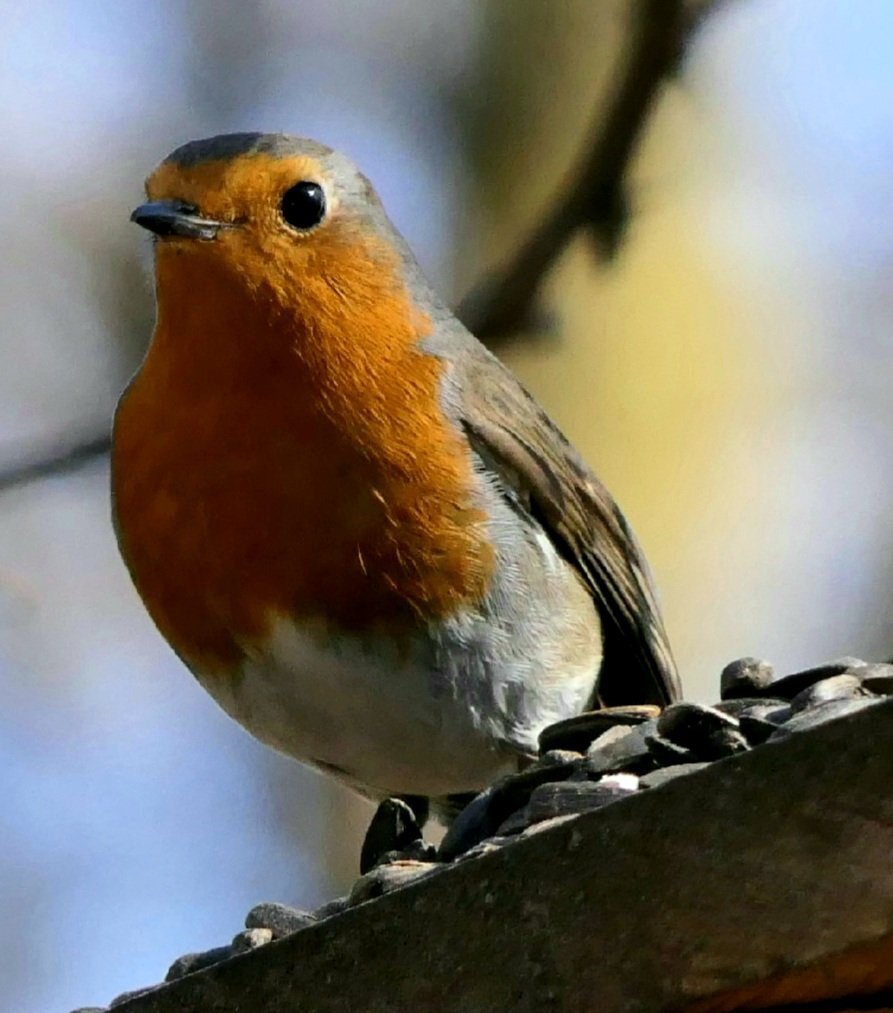 BigEye Robin